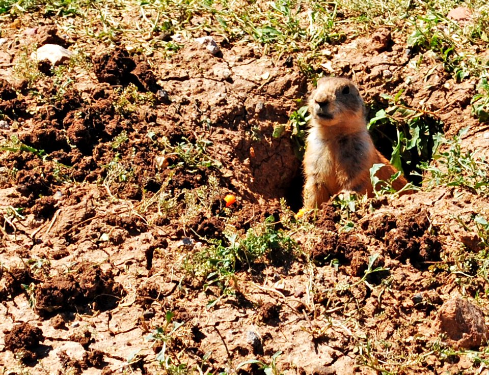 prairie dog close