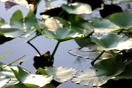 Close-up of spatterdock