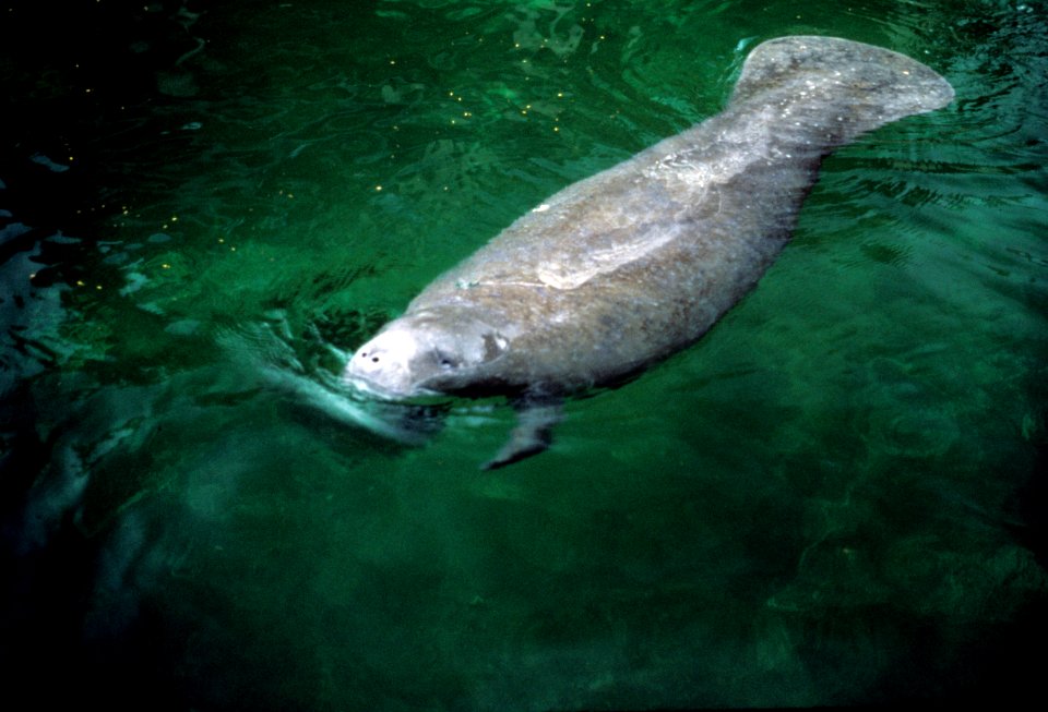 Manatee (6), NPSPhoto