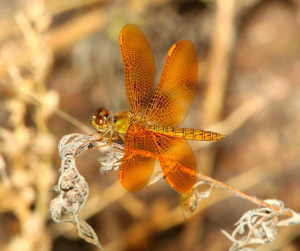 AMBERWING, MEXICAN (Perithemis intensa) (9-21-10) west end, pat lake state park, scc, az -02