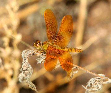 AMBERWING, MEXICAN (Perithemis intensa) (9-21-10) west end, pat lake state park, scc, az -02