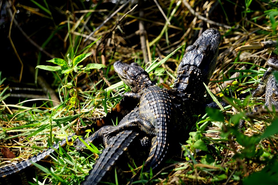 Baby Alligators at Shark Valley