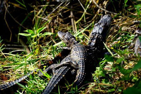 Baby Alligators at Shark Valley photo