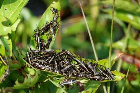 Juvenile Eastern Lubber Grasshoppers photo