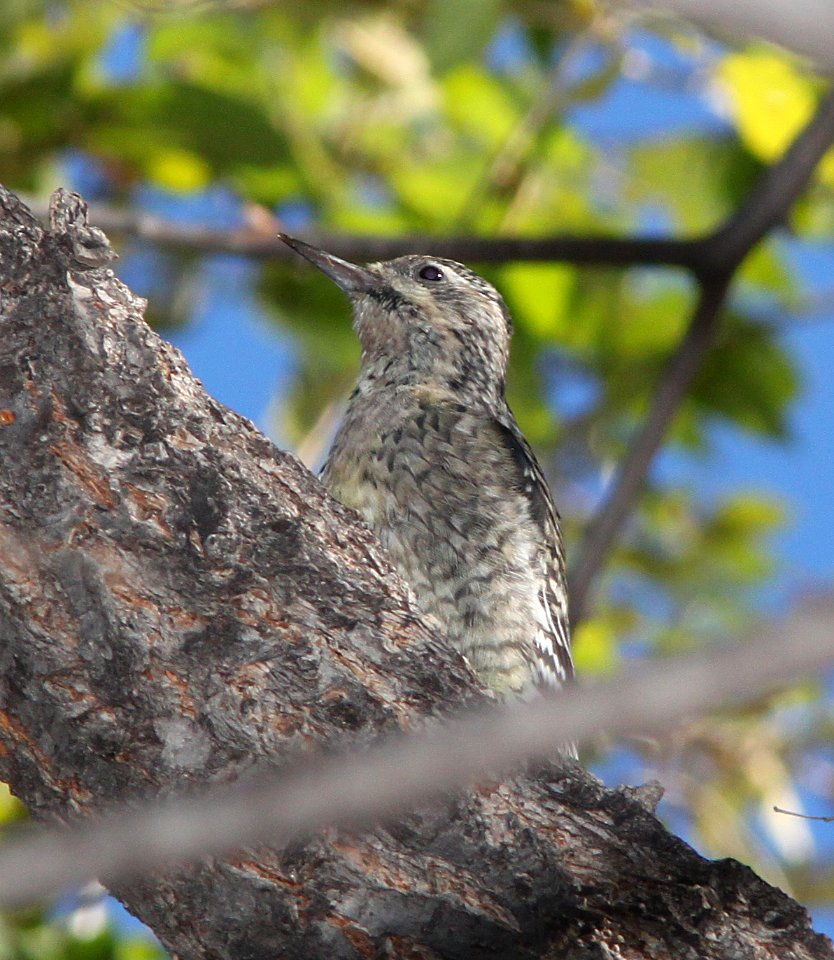 SAPSUCKER, YELLOW-BELLIED (11-17-10) juv, blue haven rd, patagonia, scc, az -05