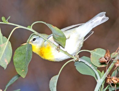 PARULA, NORTHERN (11-1-10) fem, patagonia lake, scc, az -05