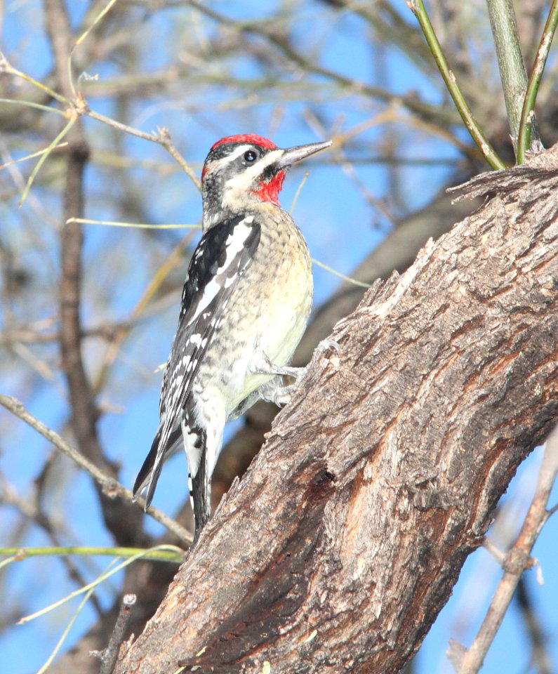 SAPSUCKER, RED-NAPED (11-1-10) patagonia lake, scc, az -01