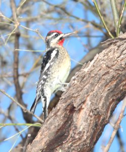 SAPSUCKER, RED-NAPED (11-1-10) patagonia lake, scc, az -01