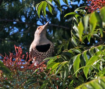 FLICKER, NORTHERN (10-9-10) kino springs, scc, az -01