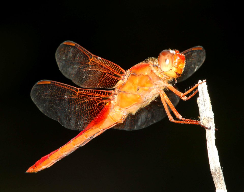 SKIMMER, NEON (Libellula croceipennis) (9-20-10) pat lake state park, scc, az -02