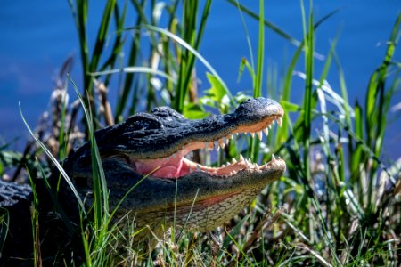 American Alligator at Anhinga Trail