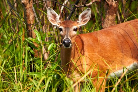 Deer in recently burned prairie