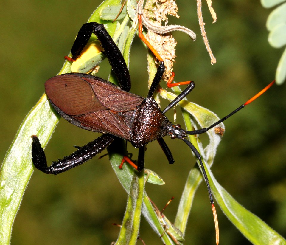BUG, GIANT AGAVE (Canthocephala thomasi) (9-1-10) french joe cyn, whetstone mts, az -01