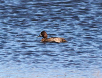 SCAUP, LESSER? (10-26-10) patagonia lake state park, scc, az -04