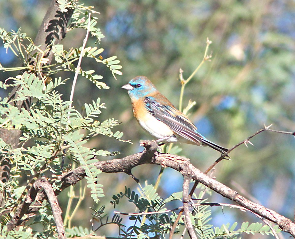 BUNTING, LAZULI (9-10-10) blue haven rd, patagonia, scc, az -03