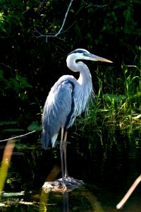 Great Blue Heron (5), NPSPhoto, R. Cammauf