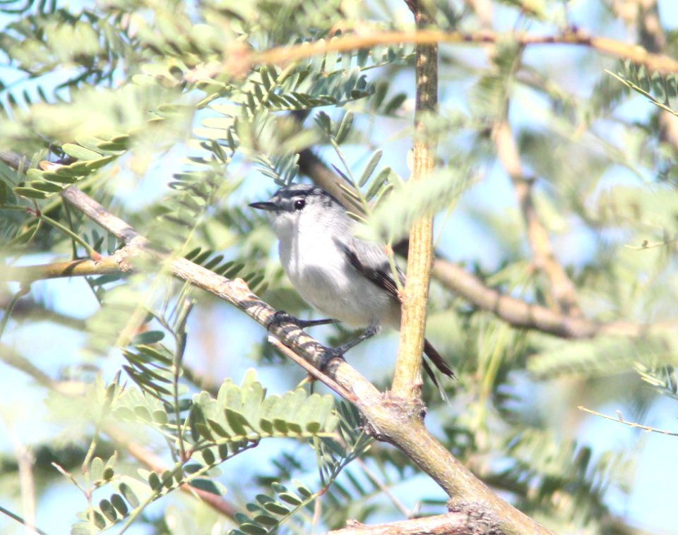 GNATCATCHER, BLACK-TAILED (9-20-10) pat lake state park, scc, az -01