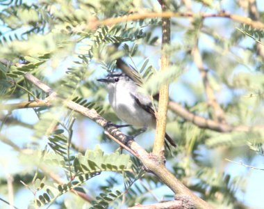 GNATCATCHER, BLACK-TAILED (9-20-10) pat lake state park, scc, az -01