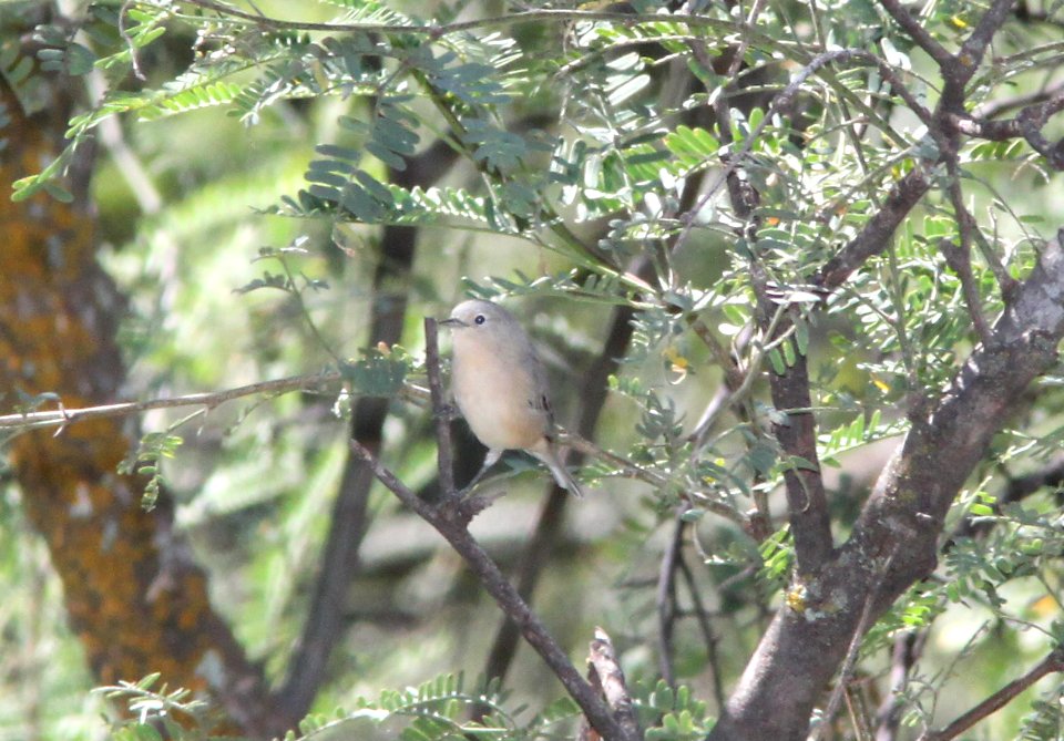 WARBLER, LUCY'S (9-10-10) blue haven rd, patagonia, scc, az -01