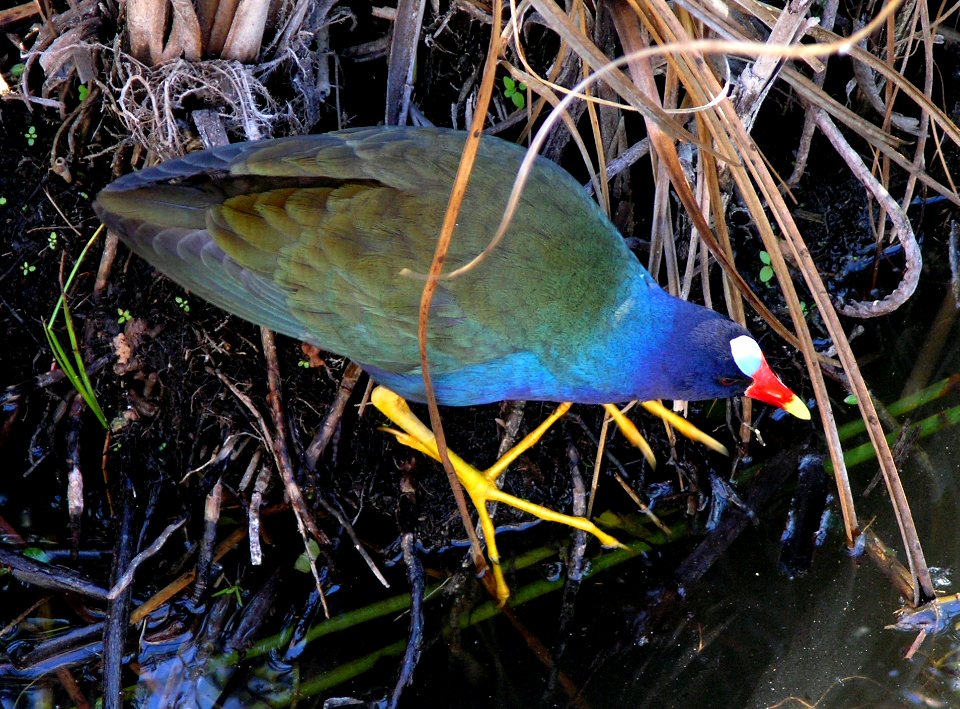 Purple Gallinule feeding, NPSphoto, S. Zenner