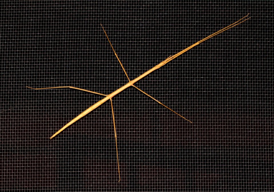 WALKINGSTICK, sp (Diapheromera sp) (9-14-10) yard, west of patagonia, scc, az -01