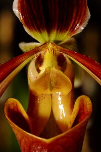 Flower plant orchid