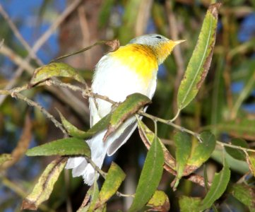 PARULA, NORTHERN (11-1-10) fem, patagonia lake, scc, az -03