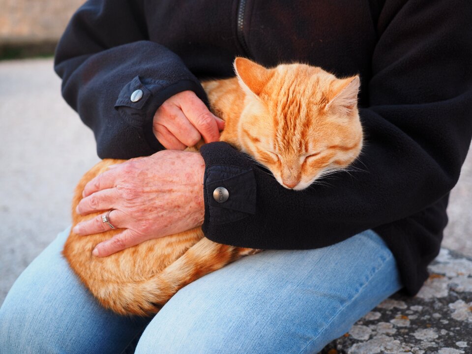 Domestic cat kitten red mackerel tabby