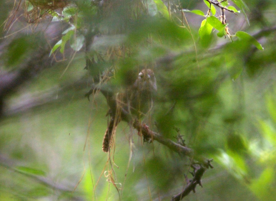 WREN, SINALOA (6-19-09) patagonia, az -02