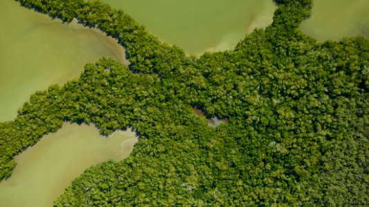 Mangrove Ecosystem Pre-Hurricane Irma (2017)