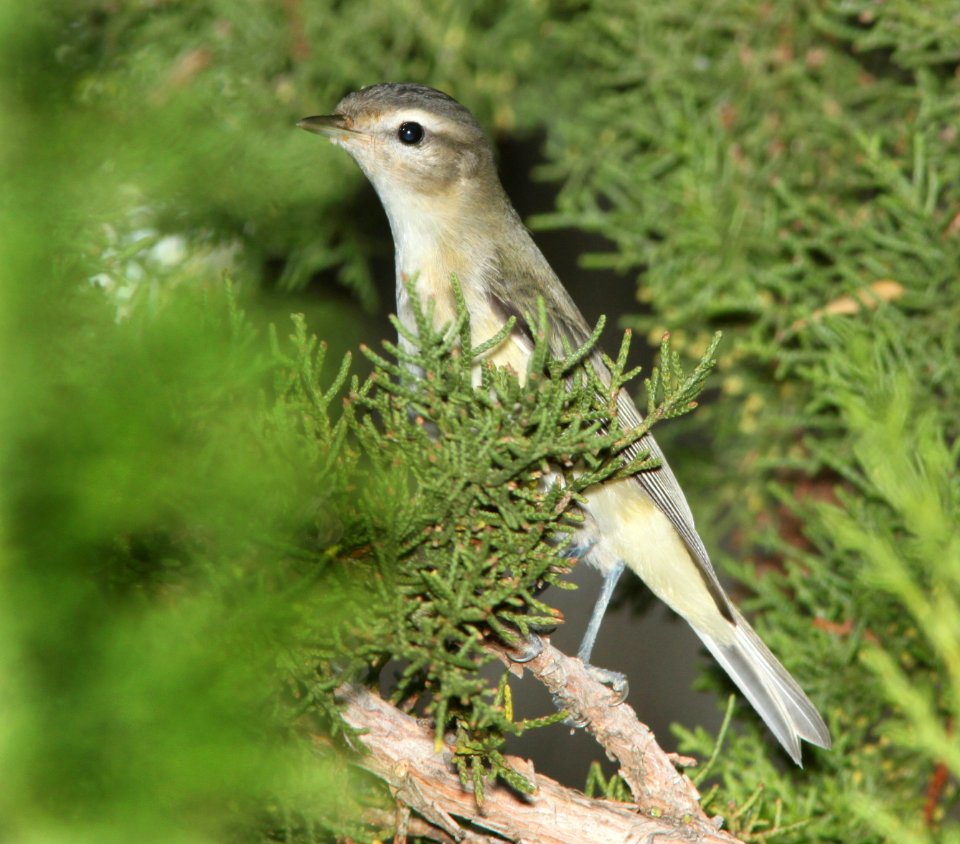 VIREO, WARBLING (10-3-10) pat lake state park, scc, az -01