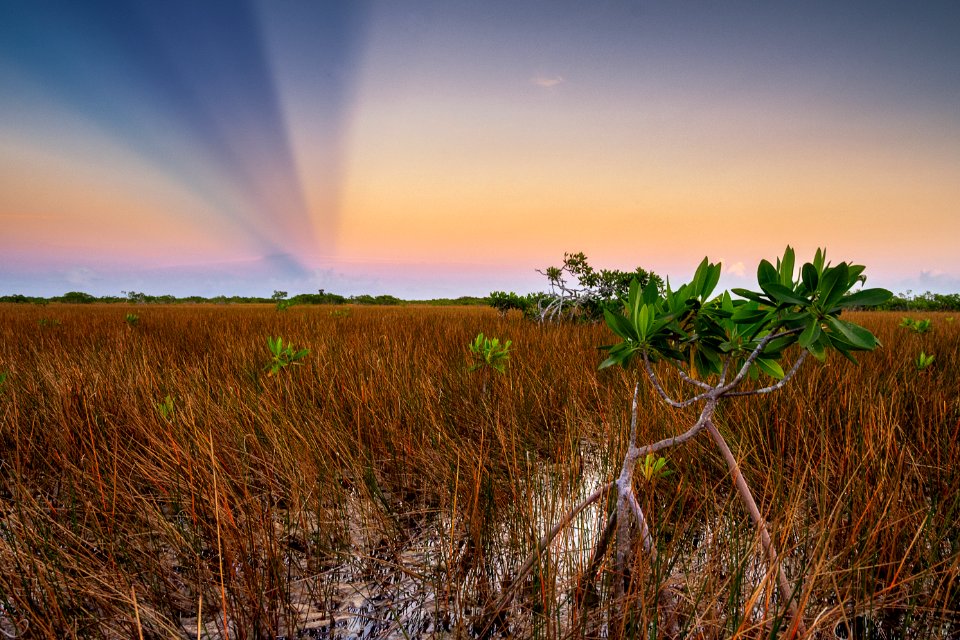 Mangrove Tree at Sunset (2020 Photo Contest)