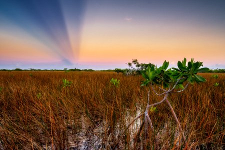 Mangrove Tree at Sunset (2020 Photo Contest)