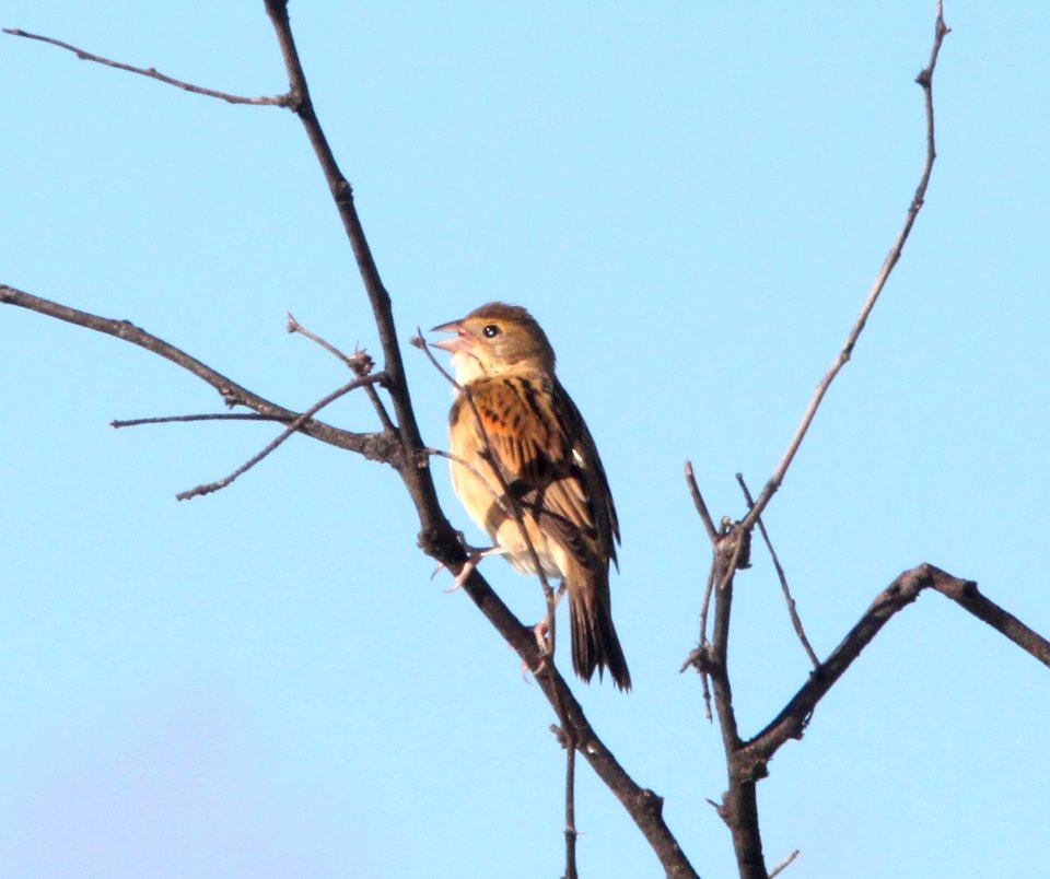 DICKCISSEL (9-23-10)  Patagonia-Sonoita Creek Preserve, scc, az -01