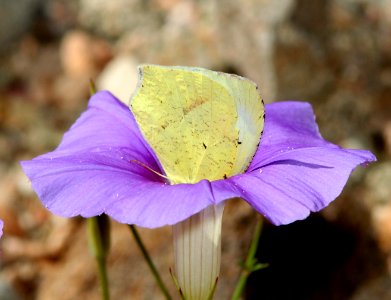 YELLOW, MEXICAN (Eurema mexicana) (9-20-10) pat lake state park, scc, az -01