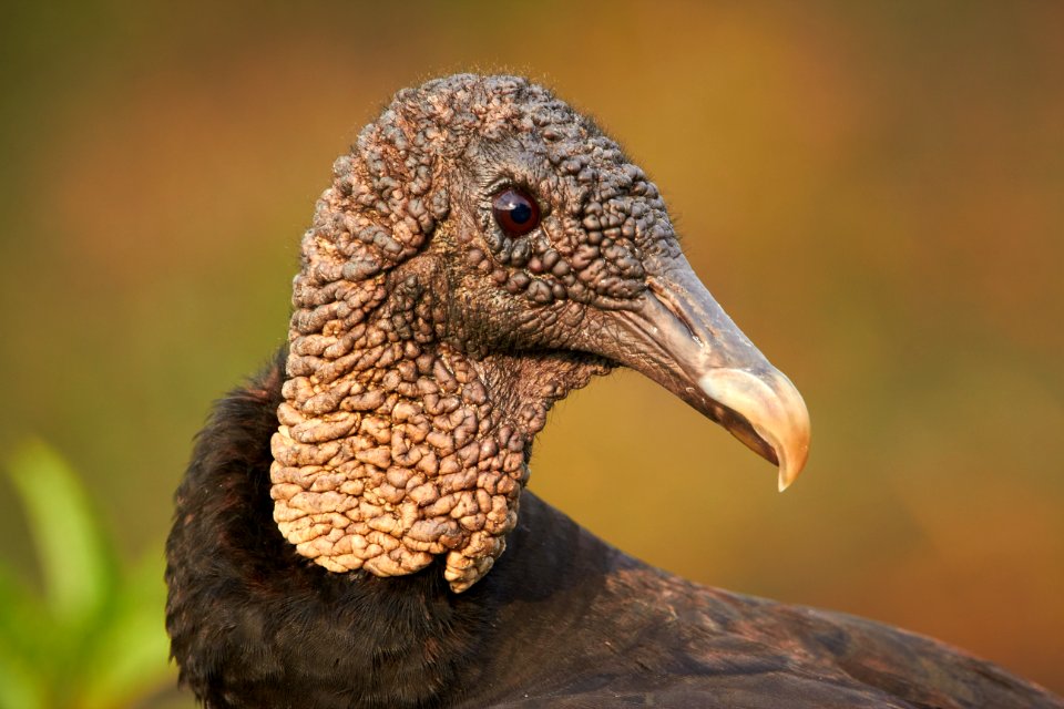 Black vulture photo