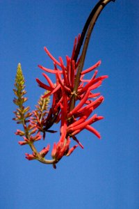 Shrub Coral Bean, NPSPhoto, R. Cammauf.jpg