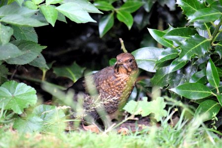 Welcome fledgling Blackbird