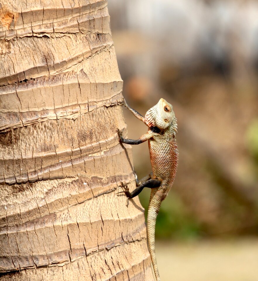 Reptile tropical wildlife