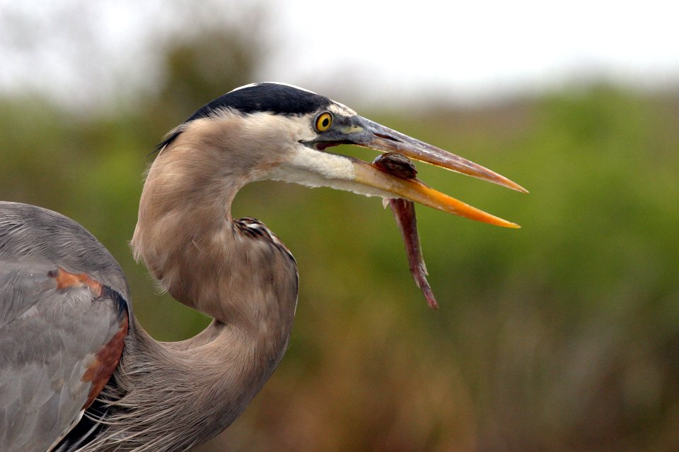Great Blue Heron (1), NPSPhoto, R. Cammauf