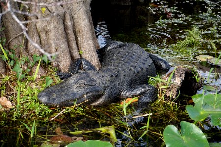 American Alligator on Anhinga Trail photo