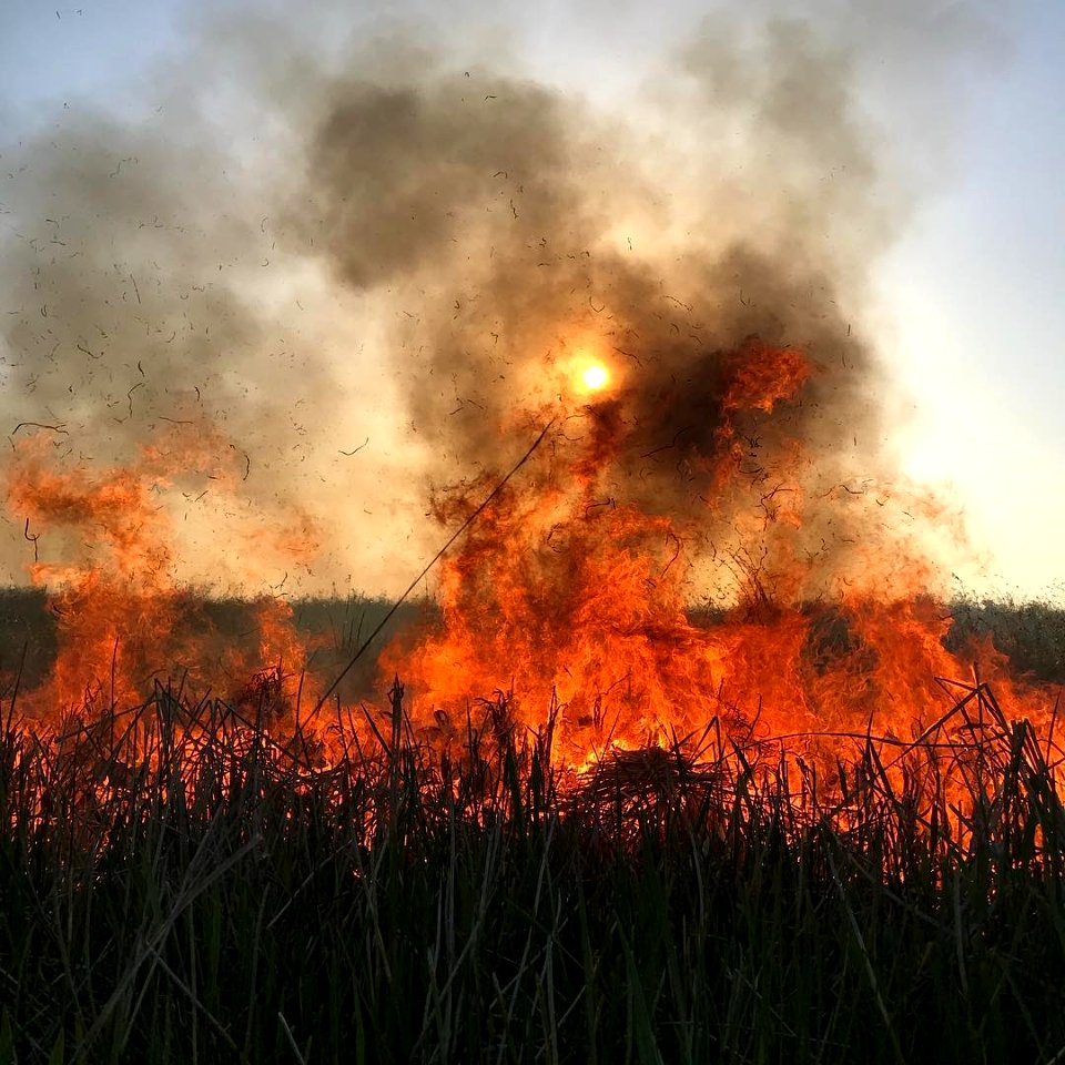 Prescribed Fire