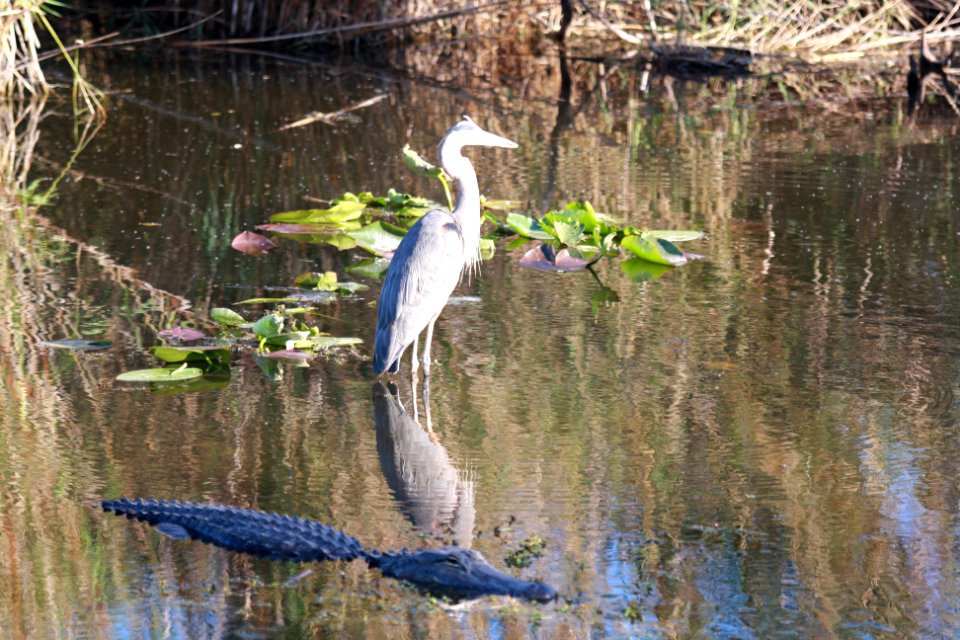Great Blue Heron and Alligator