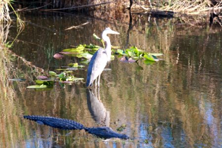 Great Blue Heron and Alligator photo