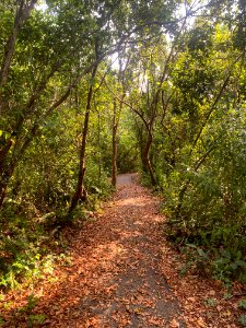 Gumbo Limbo Trail