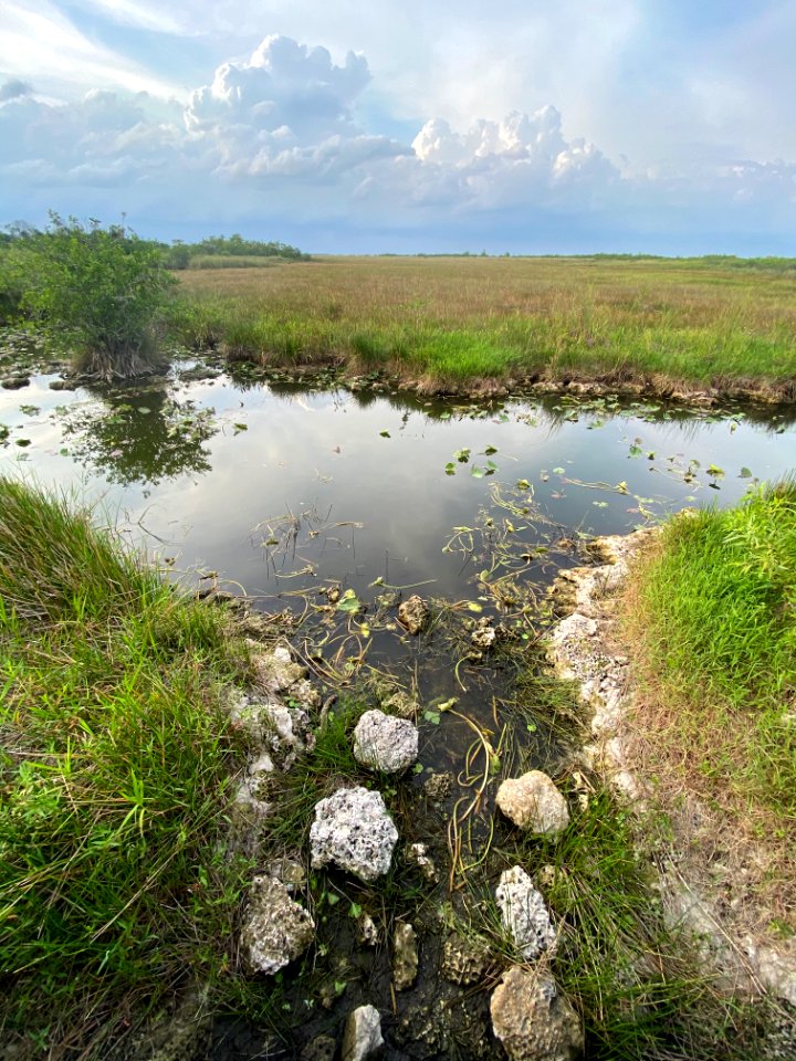 Low water level – Anhinga Trail