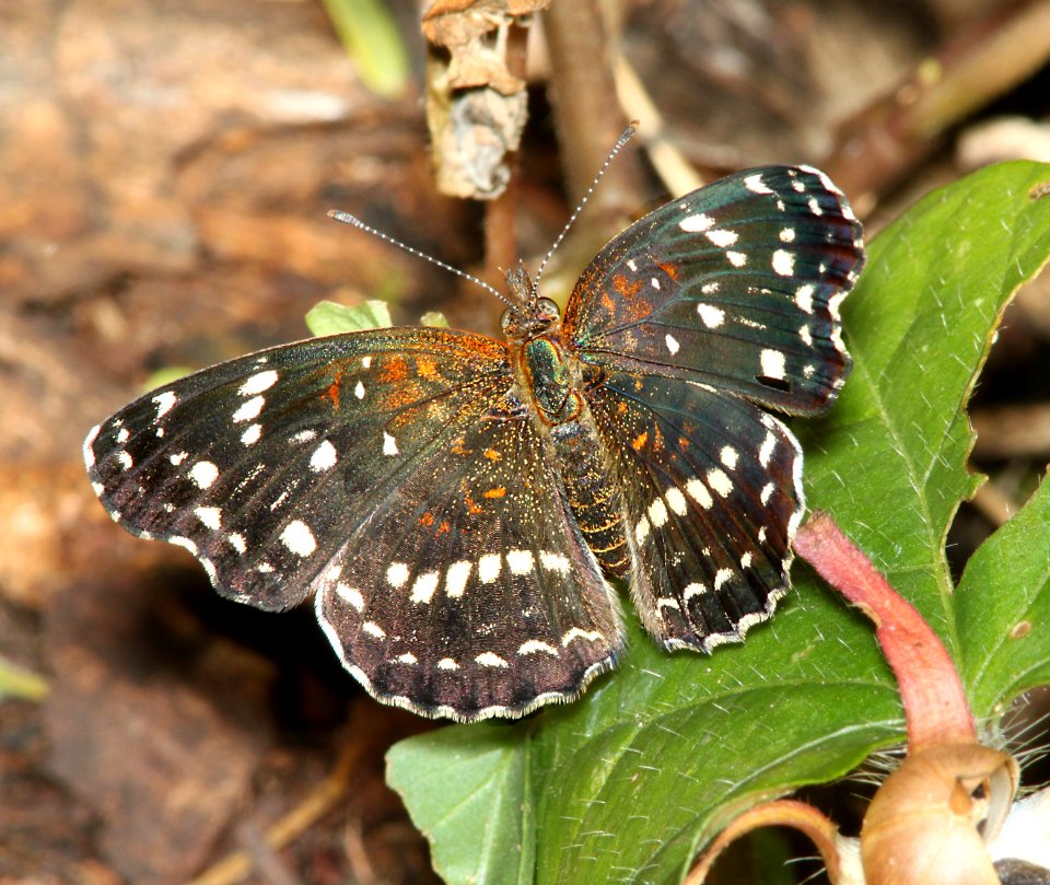 CRESCENT, TEXAN (Anthanassa texana) (10-3-10) pat lake state park, scc, az -01