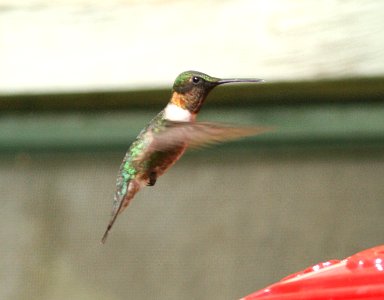 HUMMINGBIRD, RUBY-THROATED (10-10-08) patons, patagonia, az -05