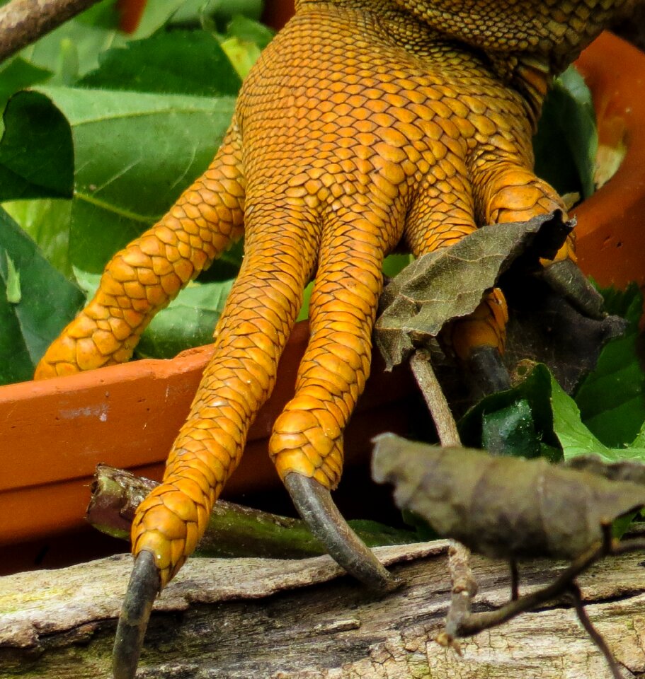 Dragon scale lizard