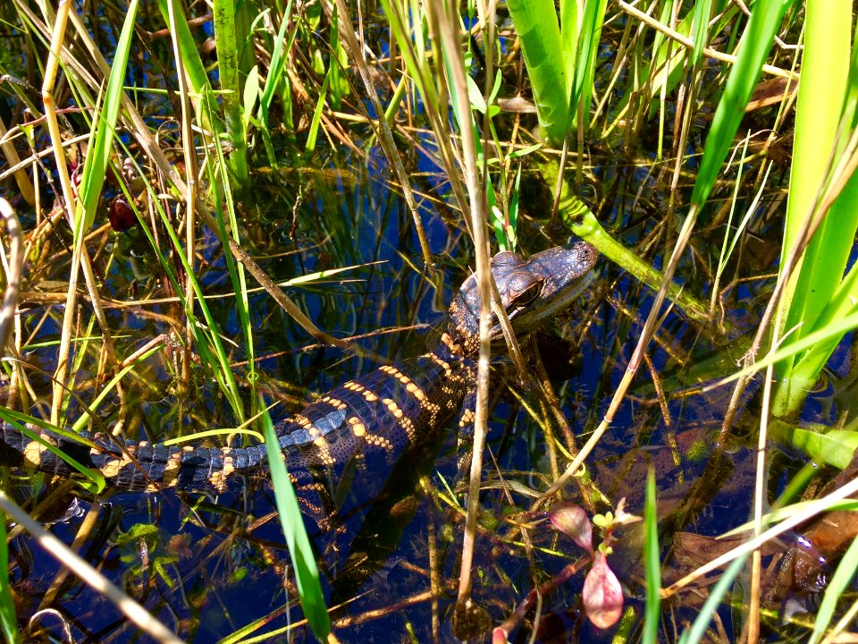 Juvenile American Alligator